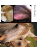 Ebook Equine endoscopy and arthroscopy for the equine practitioner: Part 1