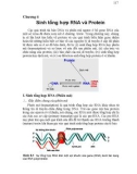 Chương 6 Sinh tổng hợp RNA và Protein