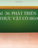 Bài giảng Bài 36: Phát triển ở thực vật có hoa