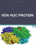 Bài giảng Hóa học protein - Võ Hồng Trung