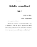 Giải phẫu xương chi dưới (Kỳ 5)