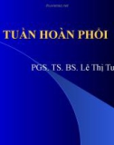 Bài giảng: Tuần hoàn phổi