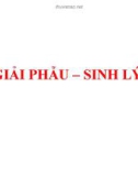 Bài giảng Giải phẫu - sinh lý: Cấu tạo mô và tế bào