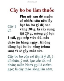 Cây bo bo làm thuốc