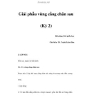 Giải phẫu vùng cẳng chân sau (Kỳ 2)