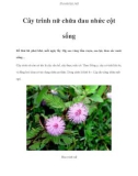 Cây trinh nữ chữa đau nhức cột sống