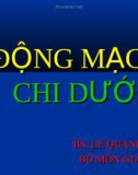 ĐỘNG MẠCH CHI DƯỚI