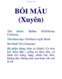 BỐI MẪU (Xuyên)