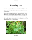 Rau càng cua