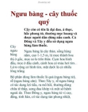 Ngưu bàng - cây thuốc quý