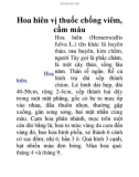 Hoa hiên vị thuốc chống viêm, cầm máu