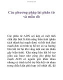 Các phương pháp lai phân tử và mẫu dò