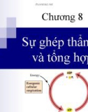 Bài giảng Chương 8: Sự ghép thẩm thấu và tổng hợp ATP