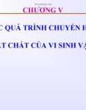 Bài giảng Vi sinh vật học đại cương: Chương 5 - ThS. Trịnh Ngọc Nam