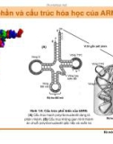 Di truyền học phân tử và tế bào : Cấu trúc, đặc tinh, chức năng của các đại phân tử sinh học part 8