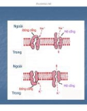 Bài giảng trao đổi chất qua màng tế bào part 8