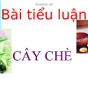 Bài tiểu luận Cây chè