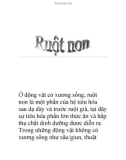 ruột non