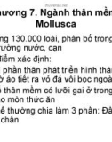 Giáo trình Sinh học - Ngành thân mềm - Mollusca