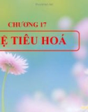 Bài giảng Sinh học đại cương - Chương 17: Hệ tiêu hoá