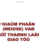 Giảm phân và sự thành lập giao tử