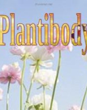 Plantibody