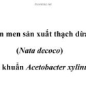 Lên men sản xuất thạch dừa