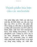 Thành phần hóa học của các nucleotide