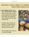 CHƯƠNG 9: PHÁT TRIỂN CỦA ĐỘNG VẬT THÂN MỀM (MOLLUSCA)