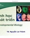 Sinh học phát triển (TS Nguyễn Lai Thành) - Chương 4.2