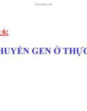 Chương 6: SỰ CHUYỂN GEN Ở THỰC VẬT