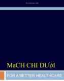 Mạch máu chi dưới