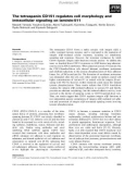 Báo cáo khoa học: The tetraspanin CD151 regulates cell morphology and intracellular signaling on laminin-511