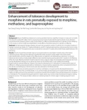 Enhancement of tolerance development to morphine in rats prenatally exposed to morphine, methadone, and buprenorphine