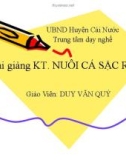 Bài giảng Kỹ thuật nuôi cá sặc rằn - Duy Văn Quý