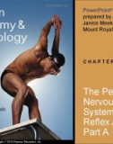 Lecture Human anatomy and physiology - Chapter 13: The peripheral nervous system and reflex activity (part a)