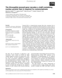 Báo cáo khoa học: The Drosophila jumonji gene encodes a JmjC-containing nuclear protein that is required for metamorphosis