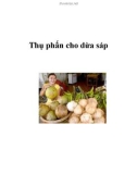 Cách thụ phấn cho dừa sáp