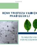 Báo cáo nghiên cứu nông nghiệp BỆNH TRISTEZA VÀ BIỆN PHÁP QUẢN LÍ 