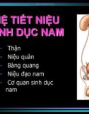 HỆ TIẾT NIỆU SINH DỤC NAM