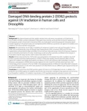 Damaged DNA-binding protein 2 (DDB2) protects against UV irradiation in human cells and Drosophila