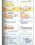 Atlas de poche pharmacologie - part 6