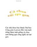 cà chua cải tạo gen