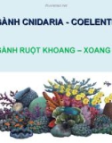 NGÀNH CNIDARIA - COELENTERATA