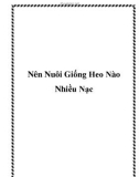 Nên Nuôi Giống Heo Nào Nhiều Nạc