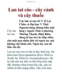 Lan tai cáo - cây cảnh và cây thuốc