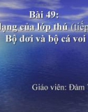 Bài giảng điện tử môn sinh học: đặc điểm của lớp thú: dơi và voi