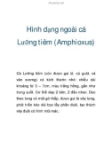 Hình dạng ngoài cá Lưỡng tiêm (Amphioxus)