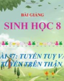 Bài giảng Sinh học lớp 8 bài 57: Tuyến tụy và tuyến trên thận