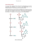 Cấu tạo chuỗi poly nucleotide